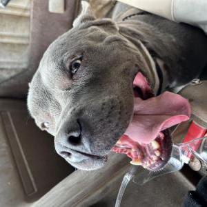 Image of Unsure, Found Dog