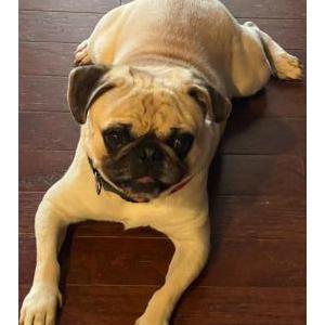 Lost Dog Puggy
