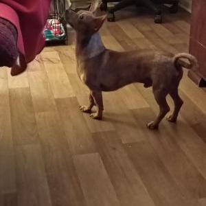Lost Dog Dino