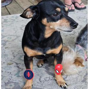 Lost Dog Max lindsey