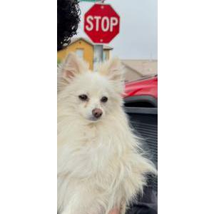 Image of Clover, Lost Dog