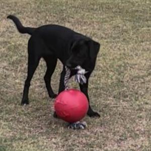 Lost 1 Sadie (GA)