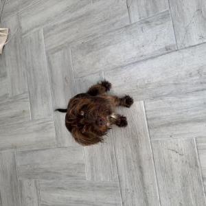 Image of unknown, Found Dog