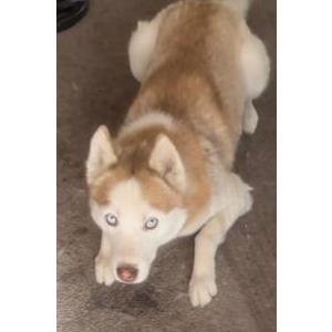 Lost Dog Goku