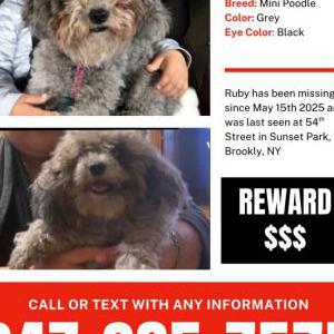 Lost Dog Ruby