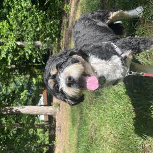 Image of Sophie, Lost Dog