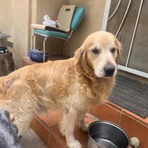 Found Dog Unknuwn