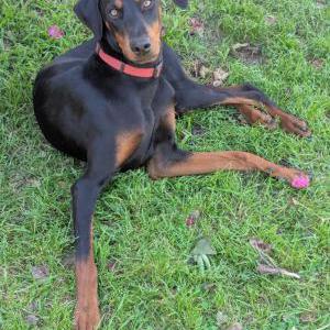 Image of Unknown, Found Dog