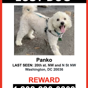 Image of Panko, Lost Dog