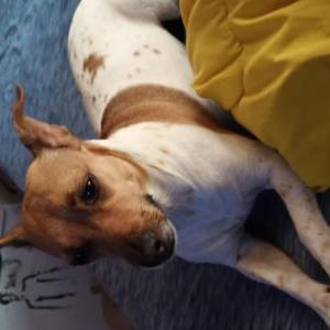 Image of Sasha, Lost Dog