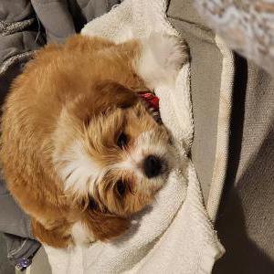 Image of Puki, Lost Dog