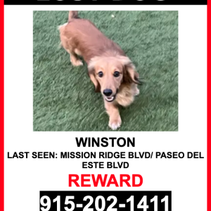 Lost Dog Winston
