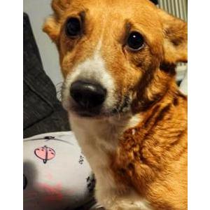 Lost Dog Sunflower