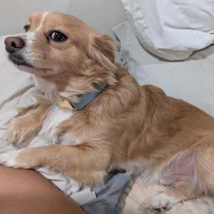Image of Bambi, Lost Dog