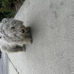Image of Unknown, Found Dog