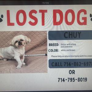 Image of Chewbacca, Lost Dog