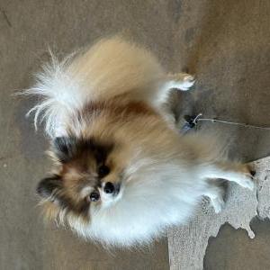 Image of Osito, Lost Dog