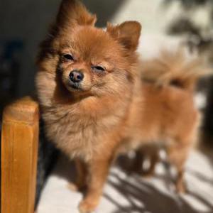 Image of Minnie, Lost Dog