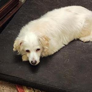 Image of Bella / Pebbles, Lost Dog