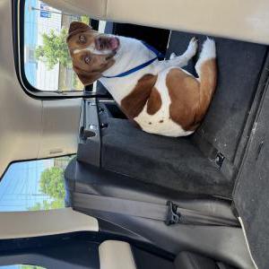 Image of Jack, Lost Dog