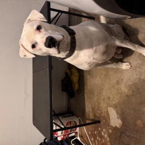 Image of Ollie, Lost Dog