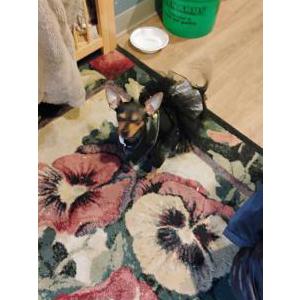 Image of Sugar, Lost Dog