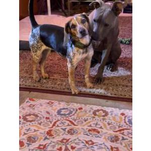 Image of Kida, Lost Dog