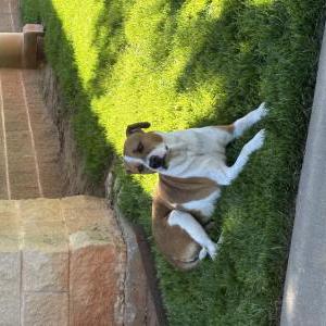 Image of Unknown, Found Dog