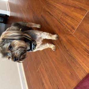 Image of Unsure, Found Dog