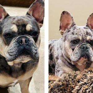 Lost 1 Jocko & Bevo (TX)