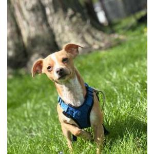 Image of Canelo, Lost Dog