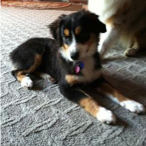 Lost Dog Bluey