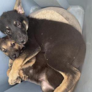 Lost Dog Krypto n calypso