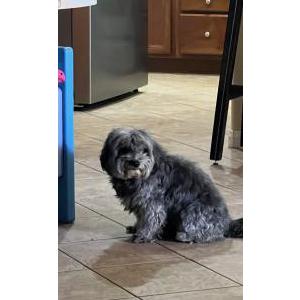 Image of Pancho, Lost Dog