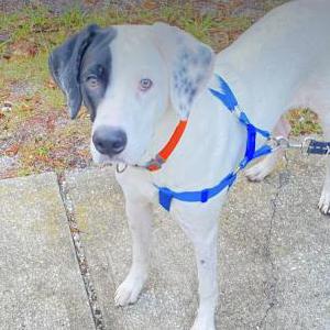 Lost Dog Ghost