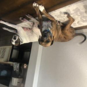 Image of Dusty and Patches, Lost Dog
