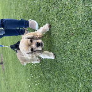 Image of Unknown, Found Dog