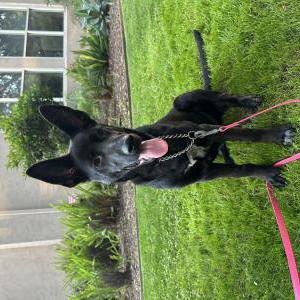 Image of Unknown, Found Dog
