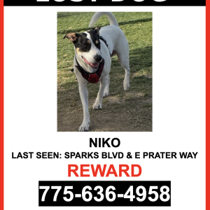 Image of NIKO, Lost Dog