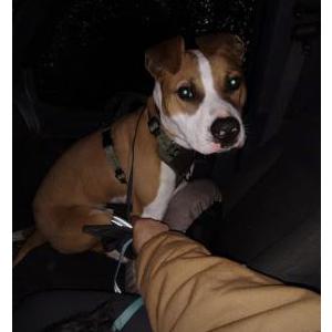 Image of Satan, Lost Dog