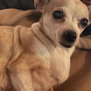 Image of Chanel, Lost Dog