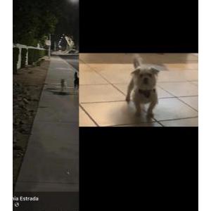 Image of Morty, Lost Dog