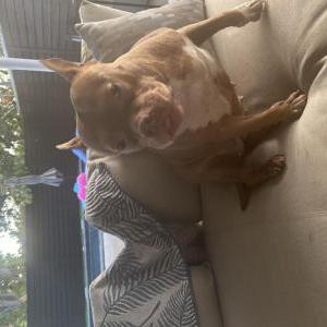 Image of Unkown, Found Dog