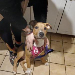 Image of Unknown, Found Dog