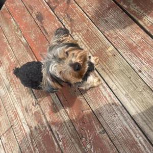 Image of Gucci, Lost Dog