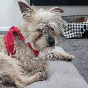 Found Dog Unknown
