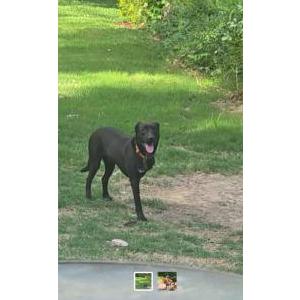 Image of Buddy/Aries, Lost Dog