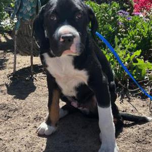 Found Dog Unknown