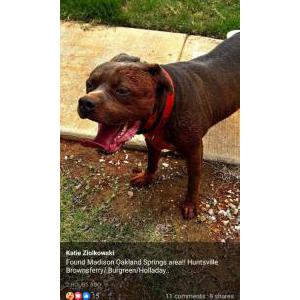 Image of Unknown, Found Dog