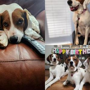 Lost 1 Ellie (VA)